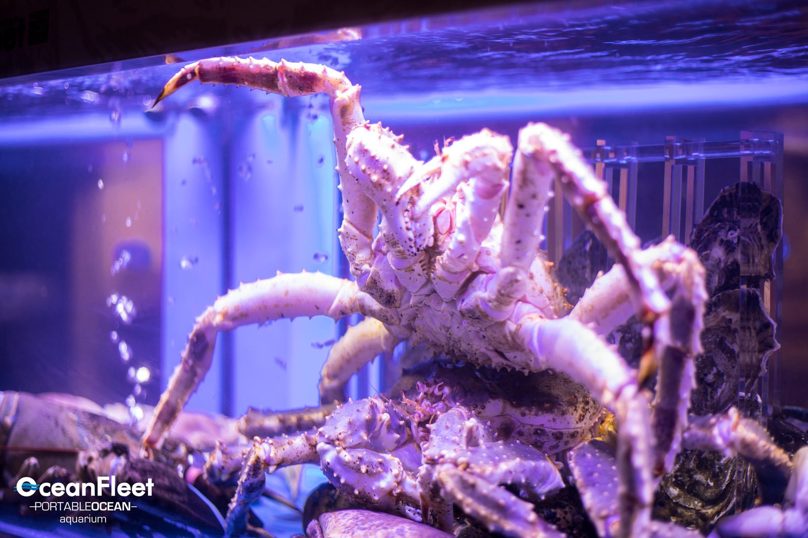 King crab in a Portable Ocean tank