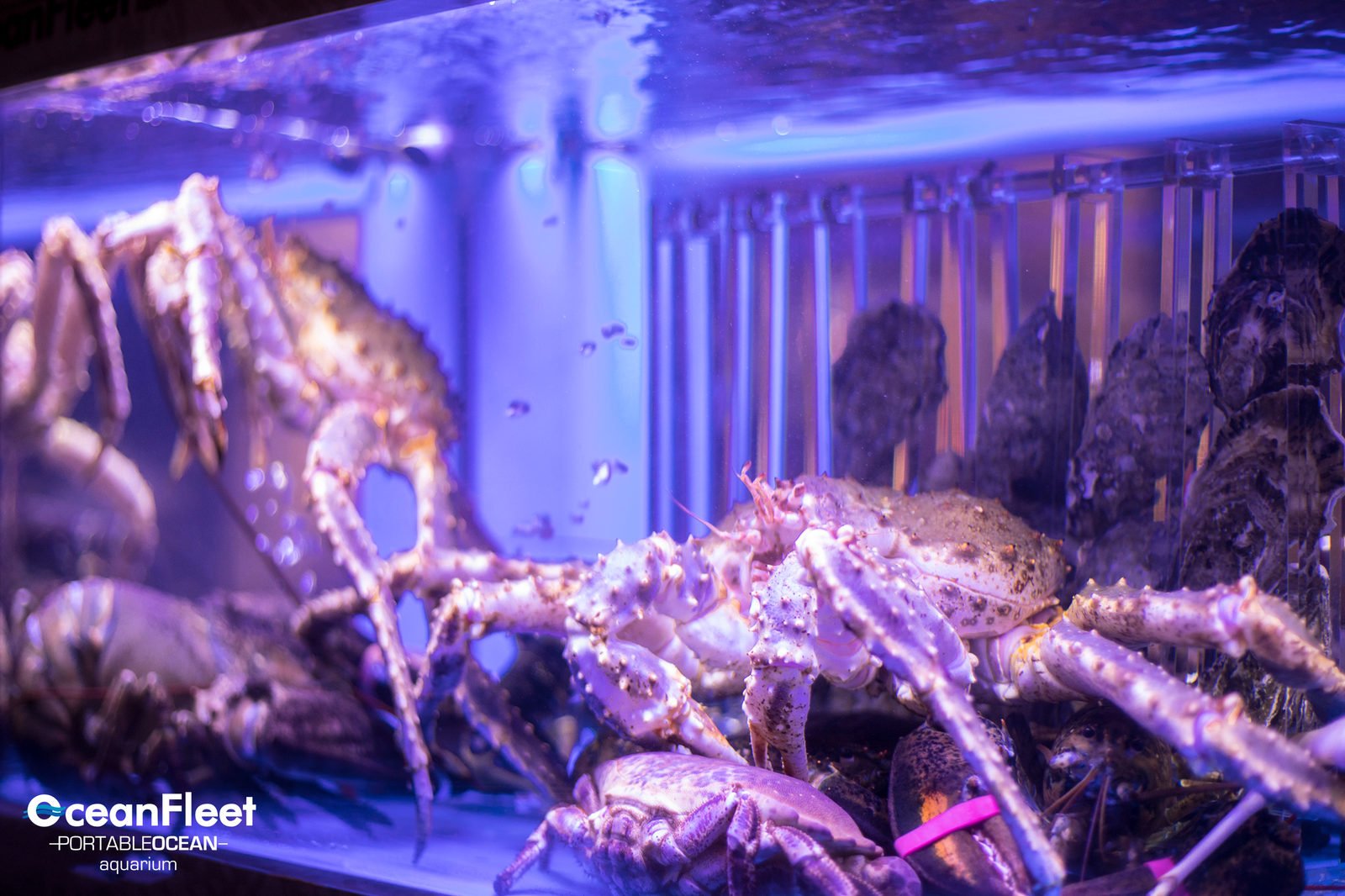 King crabs and oysters