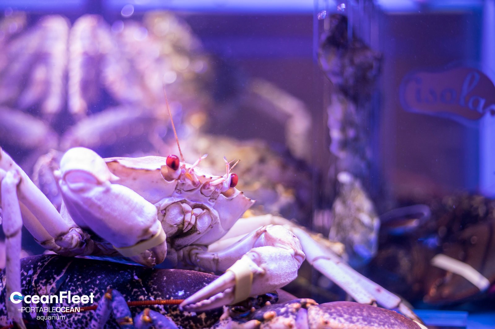 Live crab close-up