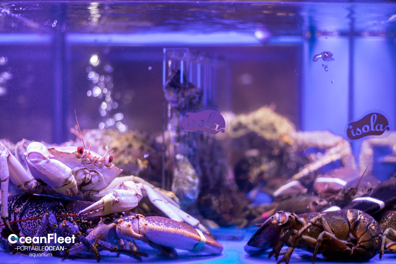 Mixed crab, lobster and shellfish