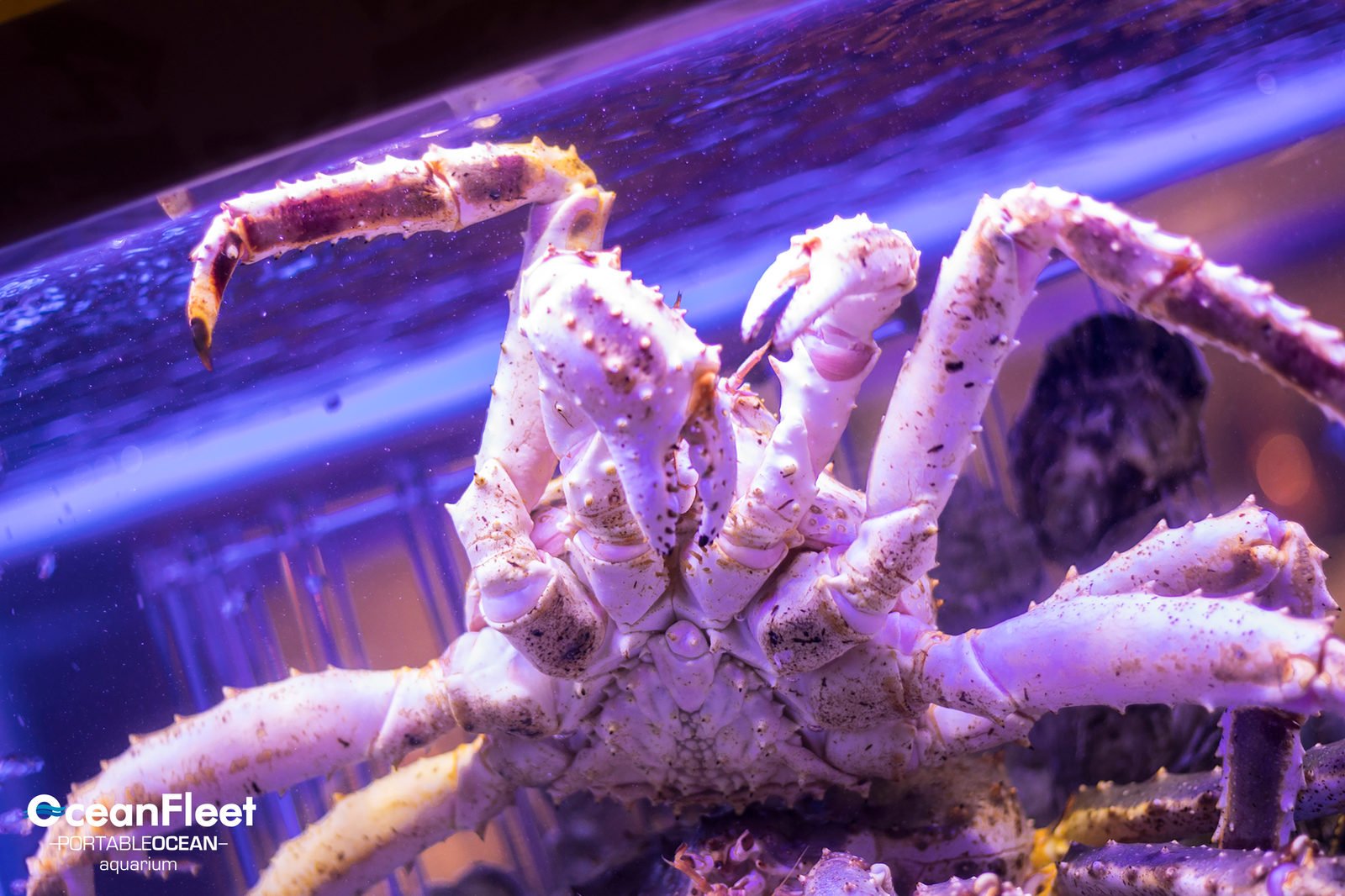 Staff lifting a lobster from the tank